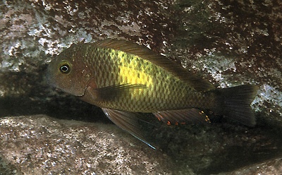 Tropheus moorii 'Mbita Island'